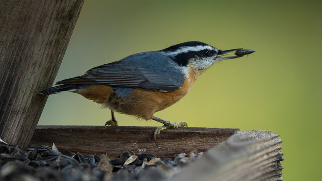 Red-breasted Nuthatch (Sitta canadensis) inside a bird feeder filled with sunflower seeds.