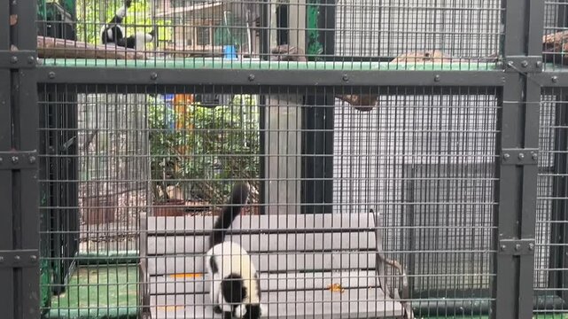 black and white ruffed lemur family varecia variegata living in enclosure at hong kong zoological and botanical gardens, concept of wildlife conservation, zoo tourism