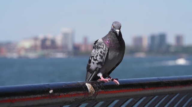 High-definition video footage of a grey urban pigeon perched on a waterfront railing with a city skyline and river in the blurred background.
