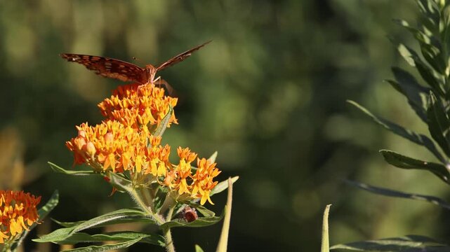Butterflies on orange milkweed flowers.