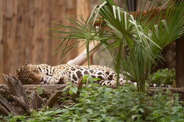 Leopard spotted leopard. Leopard or panther relax in zoo park. Spotted leopard wild animal, wildlife. Cougar animal with fur spot, jaguar © be free