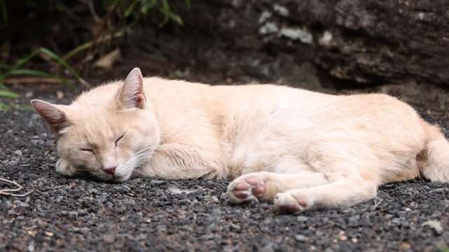 Cream colored cat sleeping on gravel ground.