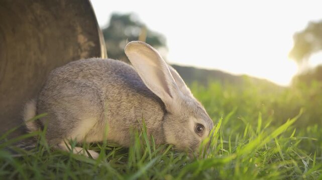 A rabbit rests in the sun, exploring the grass. The rabbit enjoys the warm sun while nibbling on fresh greenery and feels safe in this serene sunlit setting.