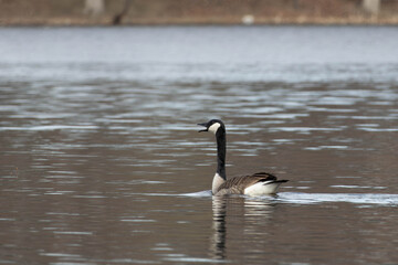 Fototapeta premium Canada Goose Vocalizing