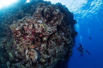 scuba diving, Egypt, Red Sea © Corey