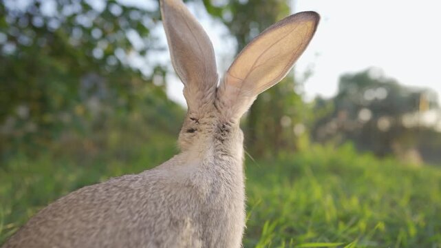 A rabbit sits quietly in the sun-drenched grass. The rabbit observes its surroundings as the sun shines brightly, creating a warm glow around the rabbit.