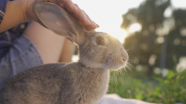 A girl enjoys the warm sun while gently petting a rabbit. The rabbit sits calmly in nature as the girl s hand softly caresses its fur under the glowing sun.