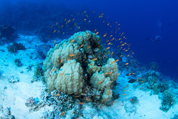 scuba diving, Egypt, Red Sea © Corey