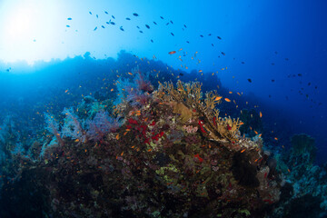 scuba diving, Egypt, Red Sea © Corey