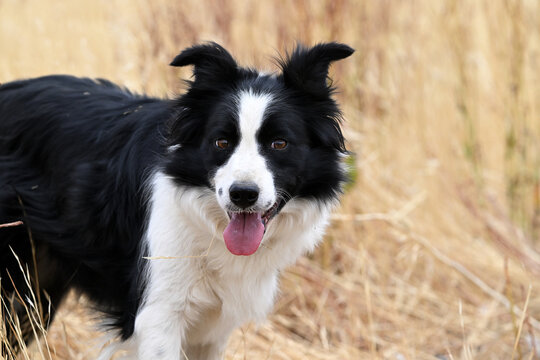 a beautiful border colle in the field