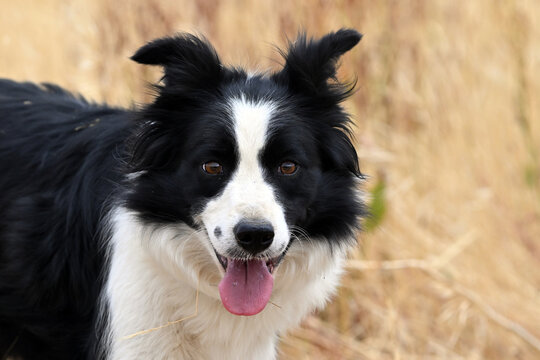 a beautiful border colle in the field