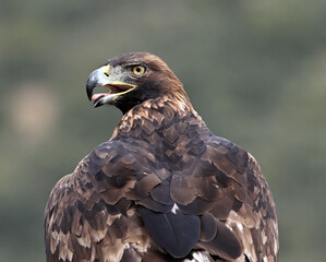 Fototapeta premium a majestic golden eagle in spain in the mountain