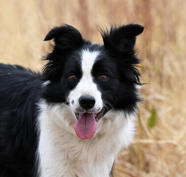 a beautiful border colle in the field