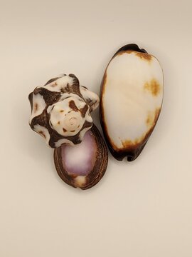 Seashells