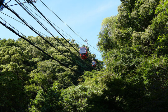 Red cable car ascending through lush green forest trees