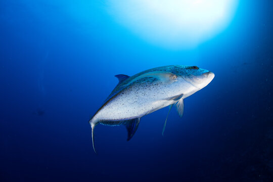 scuba diving, Egypt, Red Sea