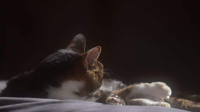 座布団の上でしっぽを振りながらうたたねするキジ猫