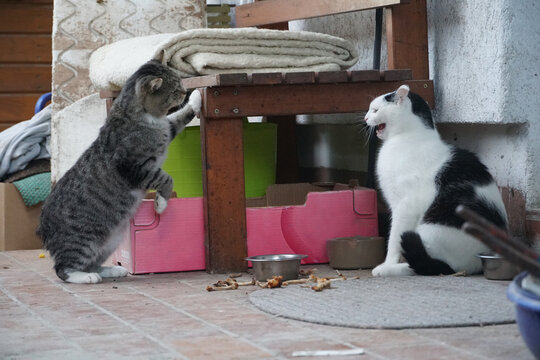 Two cats fighting for chicken bones