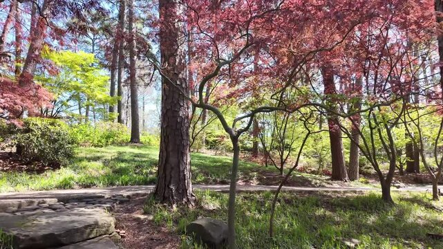 Pathway through forest with red and green trees.