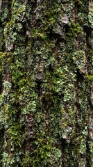Fototapeta premium Macro close up of tree bark texture covered with green moss and lichen in natural forest environment