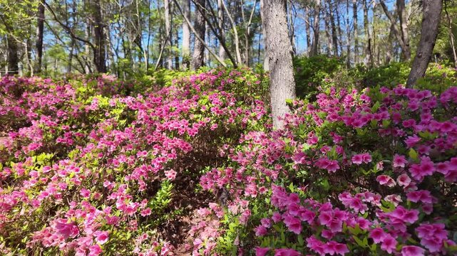 Pink azalea flowers blooming in a pine forest.