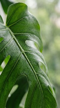 Close up of a vibrant green monstera leaf with water droplets glistening on its surface, showcasing intricate vein patterns