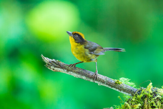 A Choco Brushfinch (Atlapetes crassirostris) perched on a heavily moss-covered branch in the lush cloud forest of Ecuador.