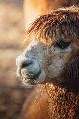 Fototapeta premium Brown Alpaca in warm evening light, Bulkington Warwickshire rural livestock portrait series 2026