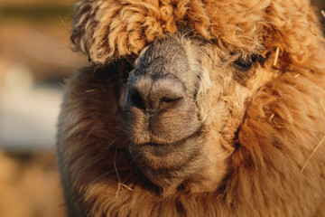 Fototapeta premium Brown Alpaca in warm evening light, Bulkington Warwickshire rural livestock portrait series 2026