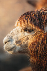 Fototapeta premium Brown Alpaca in warm evening light, Bulkington Warwickshire rural livestock portrait series 2026