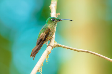 Fototapeta premium Fawn-breasted Brilliant hummingbird perched on a slender branch in the Andean cloud forest of Ecuador, displaying its warm buffy-cinnamon underparts and slightly curved bill.