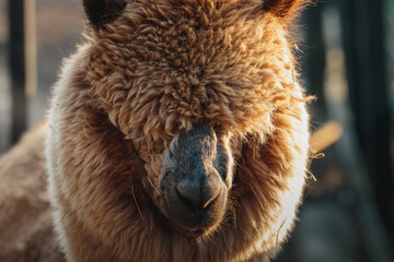 Fototapeta premium Brown Alpaca in warm evening light, Bulkington Warwickshire rural livestock portrait series 2026