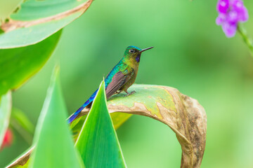 Obraz premium Violet-tailed Sylph hummingbird perched on a vibrant green leaf in the cloud forest of Ecuador, showcasing its long tail and sparkling plumage.