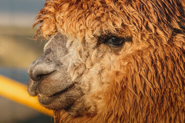Fototapeta premium Brown Alpaca in warm evening light, Bulkington Warwickshire rural livestock portrait series 2026