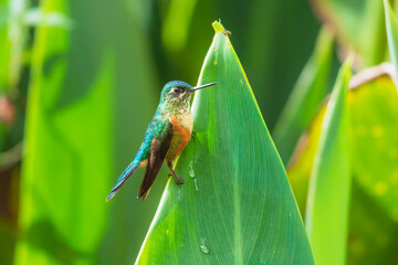 Fototapeta premium Female Violet-tailed Sylph hummingbird perched on a vibrant green leaf in the cloud forest of Ecuador, showcasing its long tail and sparkling plumage.