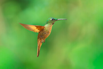 Fawn-breasted Brilliant hummingbird perched on a slender branch in the Andean cloud forest of Ecuador, displaying its warm buffy-cinnamon underparts and slightly curved bill. © Miroslav Srb