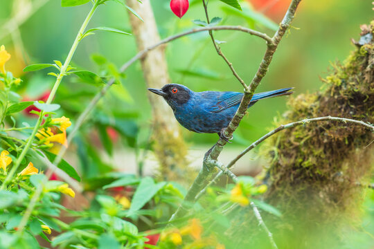 Masked Flowerpiercer perched on a branch amid colorful flowers in the Andean cloud forest of Ecuador, displaying its deep blue plumage and striking red eye.