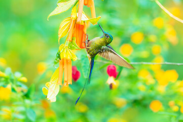 Fototapeta premium Violet-tailed Sylph hummingbird perched on a vibrant green leaf in the cloud forest of Ecuador, showcasing its long tail and sparkling plumage.
