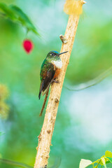 Fototapeta premium Female Violet-tailed Sylph hummingbird perched on a vibrant green leaf in the cloud forest of Ecuador, showcasing its long tail and sparkling plumage.