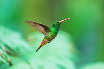 Fototapeta premium Rufous-tailed Hummingbird in flight against a lush green background in Ecuador, showcasing its brilliant emerald-green body, reddish tail, and distinct pinkish-red bill.