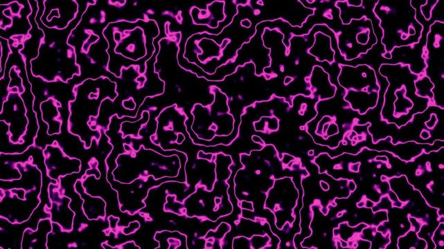 Neon magenta abstract lines forming intricate organic shapes against a black background for looping use