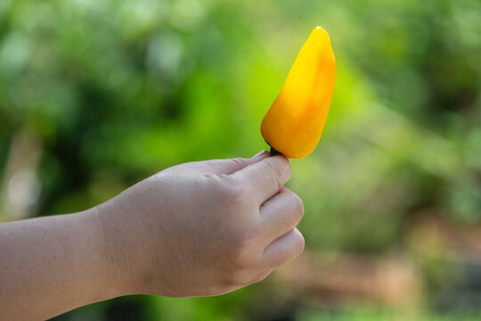 Close up of hand holding a single fresh yellow mini sweet bell pepper.A high-quality close-up photograph showing a person's hand holding a single fresh, organic yellow mini sweet bell pepper