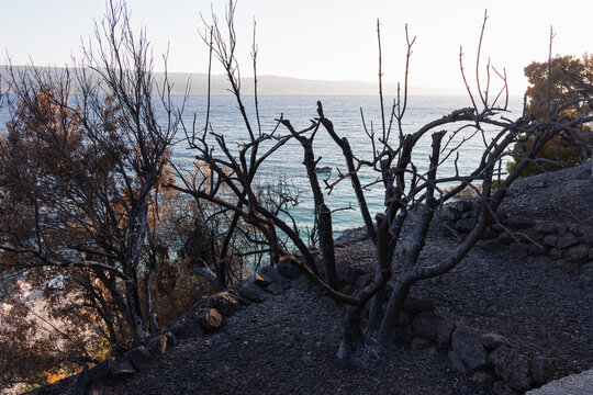 Forest fire in Omish, Croatia. Burnt trees, houses and auto as a result of cataclysm.	