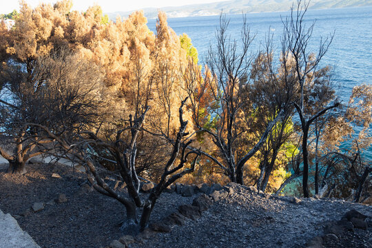 Forest fire in Omish, Croatia. Burnt trees, houses and auto as a result of cataclysm.	
