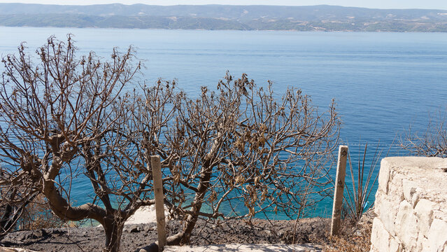 Forest fire in Omish, Croatia. Burnt trees, houses and auto as a result of cataclysm.	