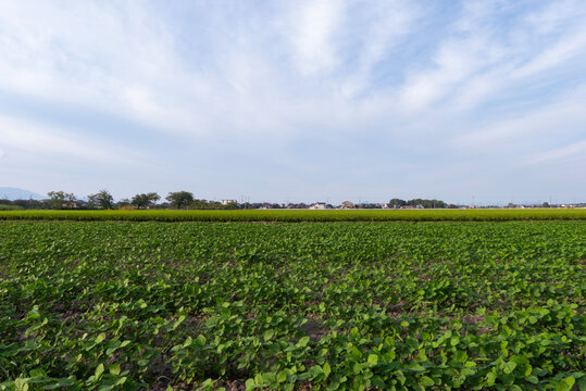 夏の広々とした田畑　薄曇りの空　滋賀県草津市　