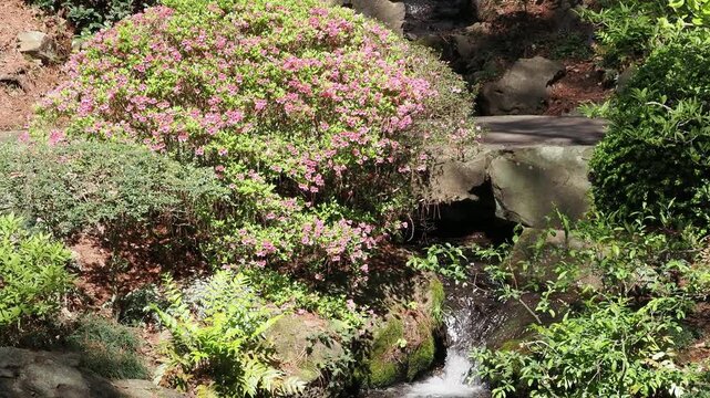 Pink flowering bush beside a stream.