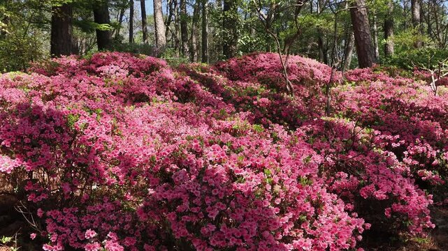 Pink azalea bushes in a pine forest.