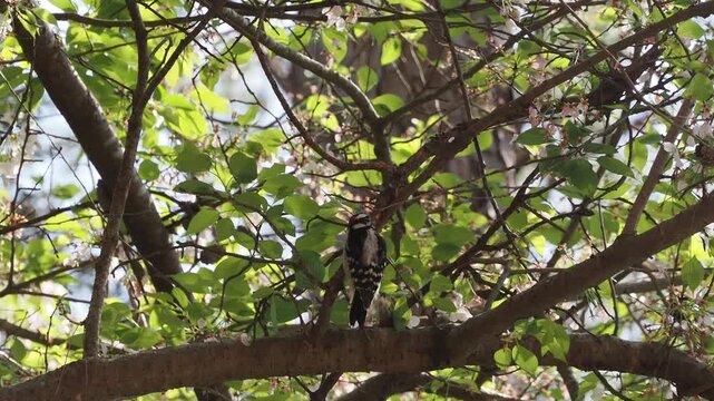Downy woodpecker perched on tree branch.