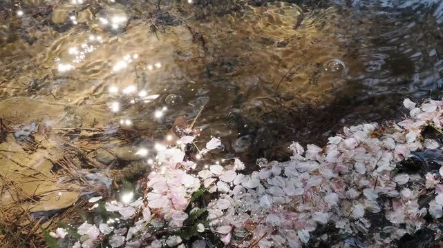 Cherry blossom petals floating in clear shallow stream water.